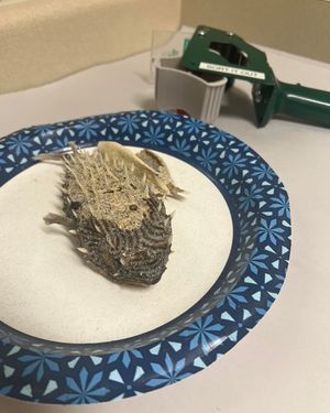 Image post by @sortitoutsa on Instagram