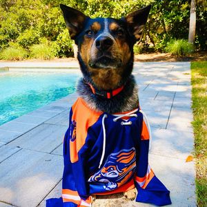 Image post by @swamprabbits on Instagram