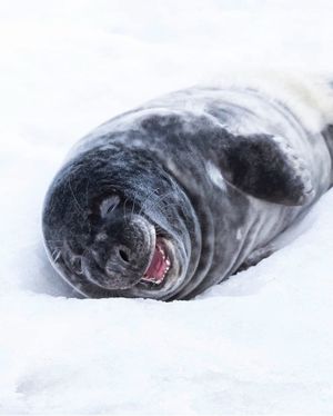 Image post by @discovery on Instagram