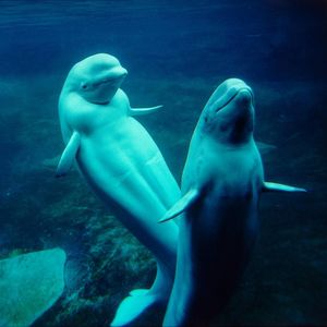 Image post by @discovery on Instagram