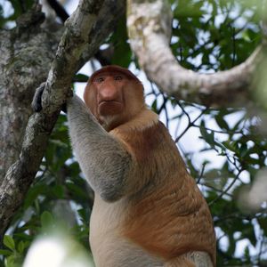 Image post by @animalplanet on Instagram