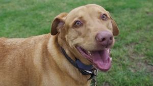 Video post by @ljpage.creates on Instagram