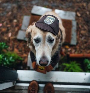 Image post by @UPS on Twitter