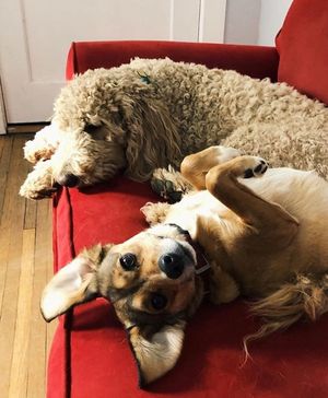 Image post by @evolvepetfood on Instagram