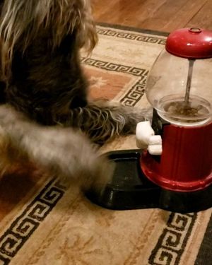Image post by @thesavannahwolfhound on Instagram