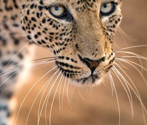 Image post by @chiawasafaris on Instagram