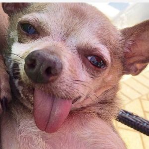 Image post by @animalplanet on Instagram
