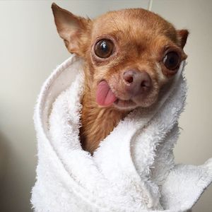 Image post by @animalplanet on Instagram