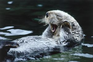 Image post by @animalplanet on Instagram