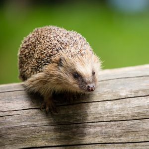 Image post by @AnimalPlanet on Twitter