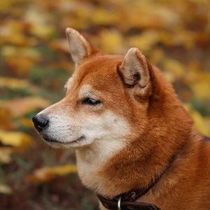 Image post by @triumphpetfood on Instagram