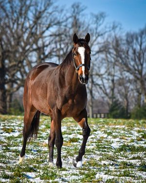 Image post by @myracehorse_ on Instagram