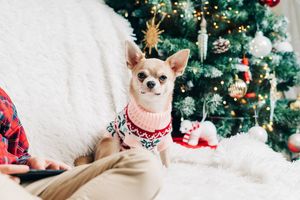 Image post by @pupcorntreats on Instagram