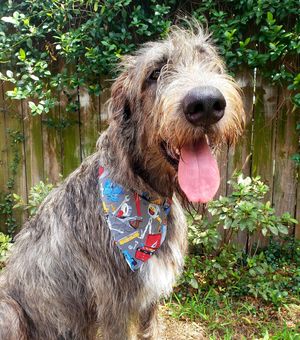 Image post by @thesavannahwolfhound on Instagram