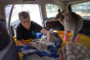 Image post by @gettyimages on Instagram