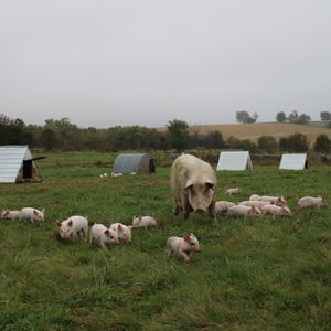 Image post by @nimanranch on Instagram