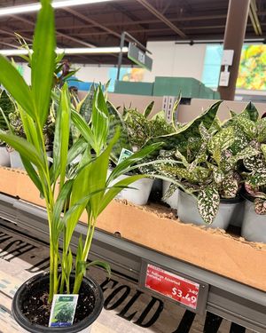 Image post by @aldiusa on Instagram