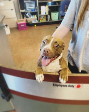 Image post by @spokhumanesoc on Instagram