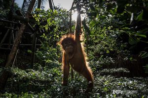 Image post by @gettyimages on Instagram