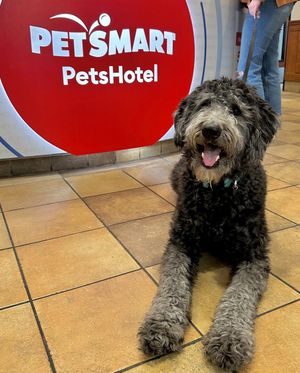 Image post by @petsmart on Instagram