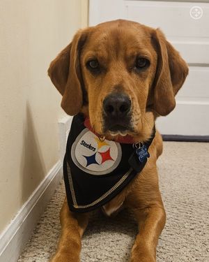 Image post by @steelers_nation_unite on Instagram