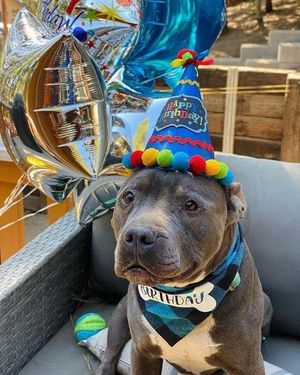 Image post by @evolvepetfood on Instagram