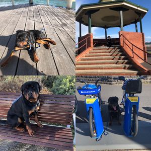 Image post by @bestforpetsmelb on Instagram