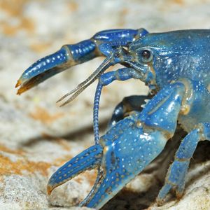Image post by @animalplanet on Instagram