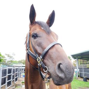 Image post by @australianturfclub on Instagram