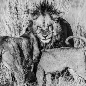 Image post by @lions on Instagram