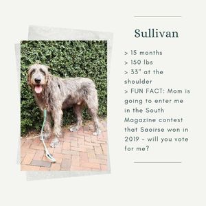 Image post by @thesavannahwolfhound on Instagram