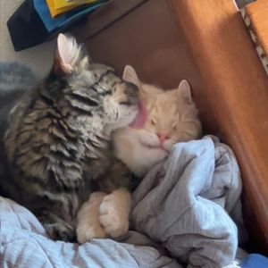 Image post by @spokhumanesoc on Instagram