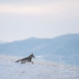 Image post by @lightboximages on Instagram