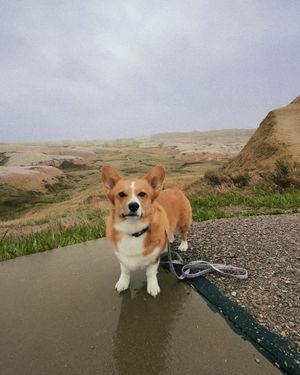 Image post by @ziggy_thecorg on Instagram