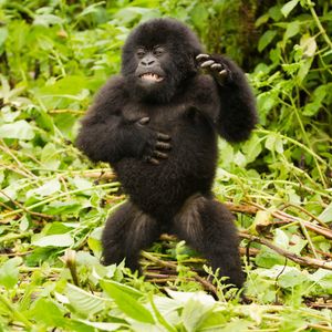 Image post by @animalplanet on Instagram