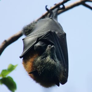 Image post by @animalplanet on Instagram