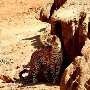 Image post by @chiawasafaris on Instagram