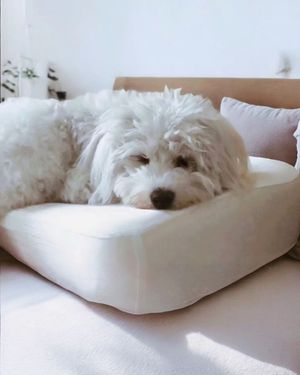 Image post by @envypillow on Instagram