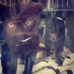 Image post by @animalplanet on Instagram