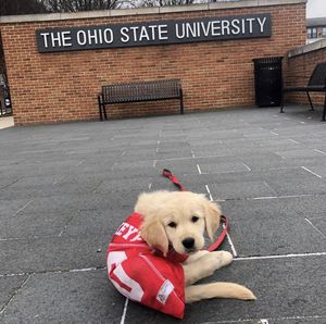Image post by @studentlifeosu on Instagram