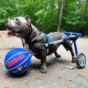 Image post by @walkinpets on Instagram