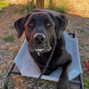 Image post by @spokhumanesoc on Instagram