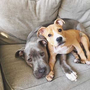 Image post by @animalplanet on Instagram