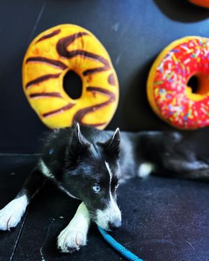 Image post by @tux_the_blue_pomsky on Instagram