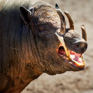 Image post by @animalplanet on Instagram