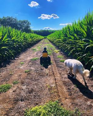 Image post by @pegperegousa on Instagram