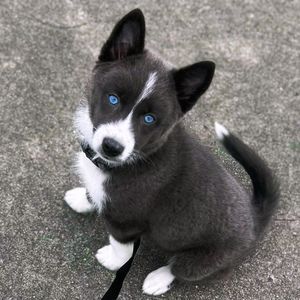 Image post by @tux_the_blue_pomsky on Instagram