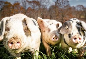 Image post by @freedomfarmkings on Instagram