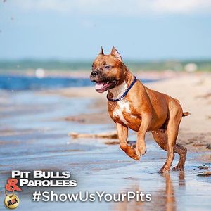 Image post by @animalplanet on Instagram