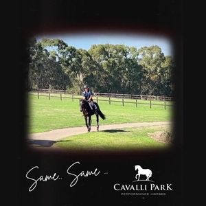 Video post by @CavalliPark on Facebook